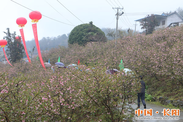 榔坪木瓜花文化旅游节开幕(图5)